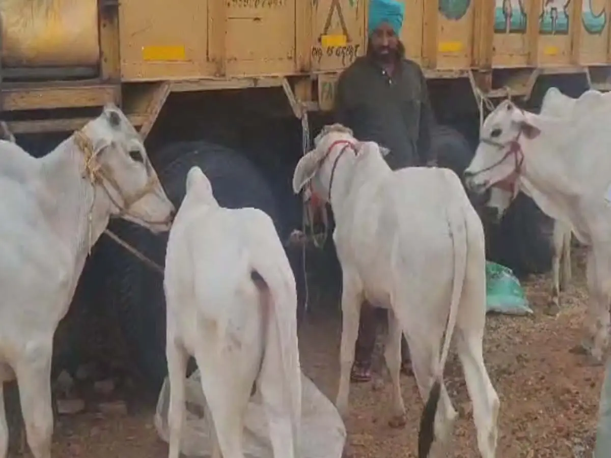 Nagaur News : 200 साल पुराना परबतसर का वीर तेजा जी पशु मेला, एक लाख में बिका एक बछड़ा Nagaur News : 200 साल पुराना परबतसर का वीर तेजा जी पशु मेला, एक लाख में बिका एक बछड़ा