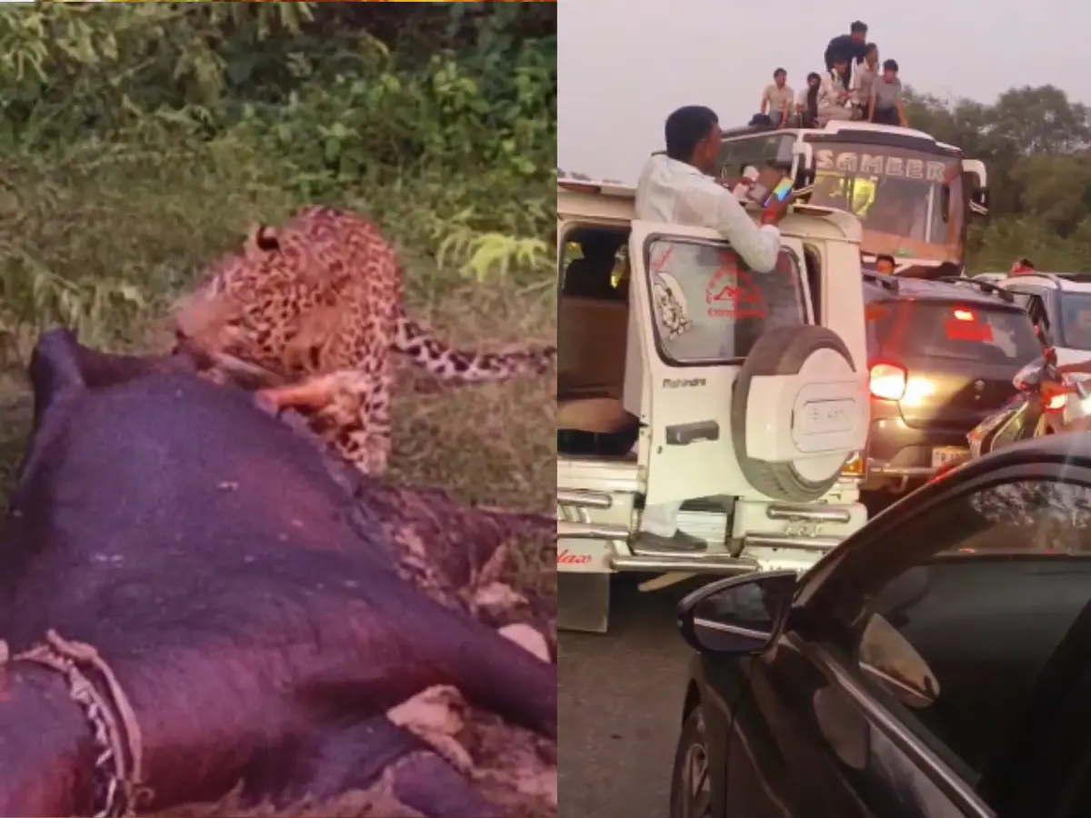 सवाई माधोपुर: NH-552 हाईवे पर पैंथर ने भैंस का किया शिकार, देखने उमड़ी भीड़ सवाई माधोपुर: NH-552 हाईवे पर पैंथर ने भैंस का किया शिकार, देखने उमड़ी भीड़