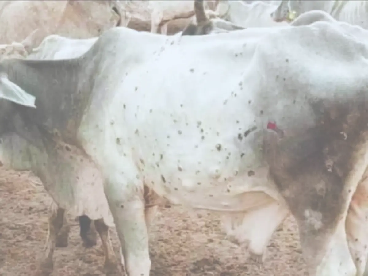 सिरोही में बढ़ रहा लंपी डिजीज का प्रकोप, 100 से ज्यादा गोवंश संक्रमित सिरोही में बढ़ रहा लंपी डिजीज का प्रकोप, 100 से ज्यादा गोवंश संक्रमित