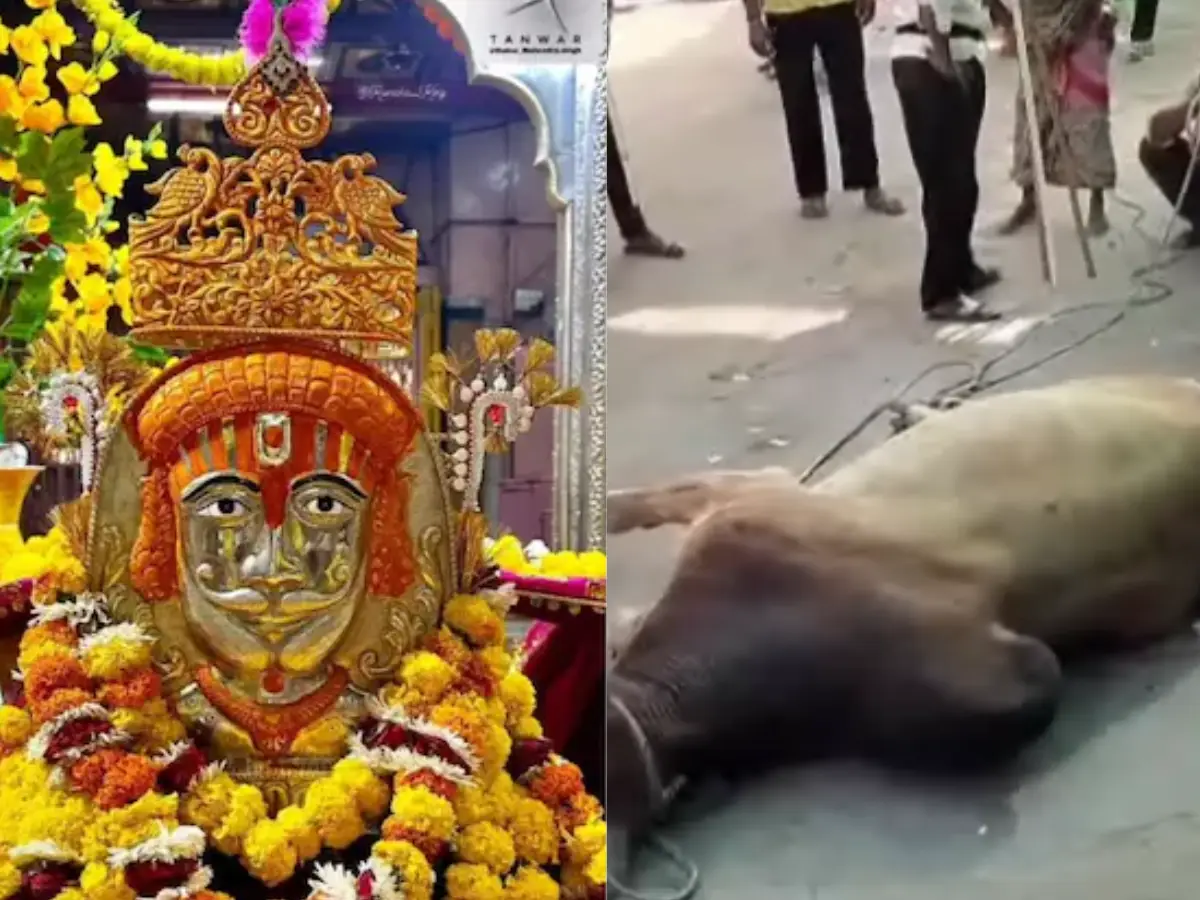 रामदेवरा मेले में आवारा सांड का हुआ रेस्क्यू, सिंग मारकर लोगों को किया था घायल