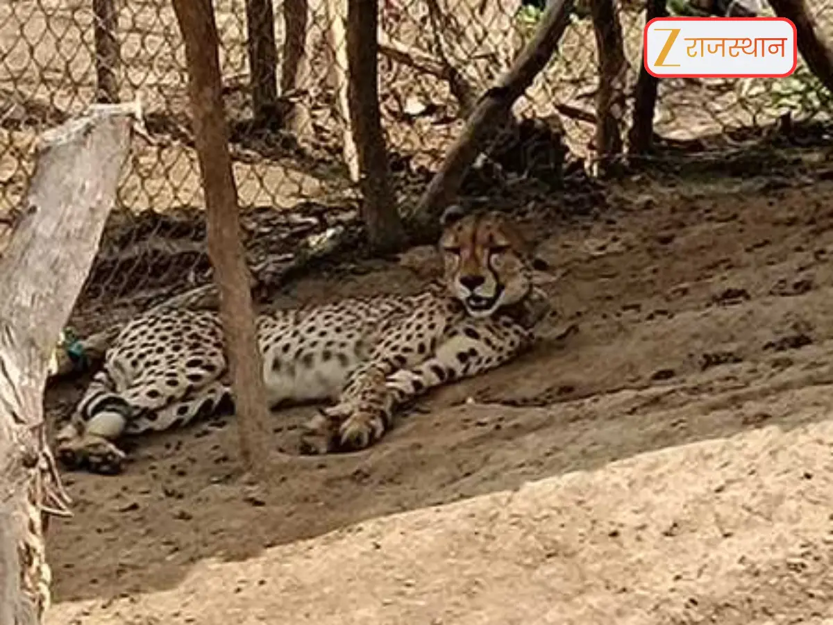 Sawai Madhopur News: रणथंभौर में मादा चीता ज्वाला का रेस्क्यू, कुनो टीम ने किया ट्रेंकुलाइज, शावकों संग होगी रिहाई