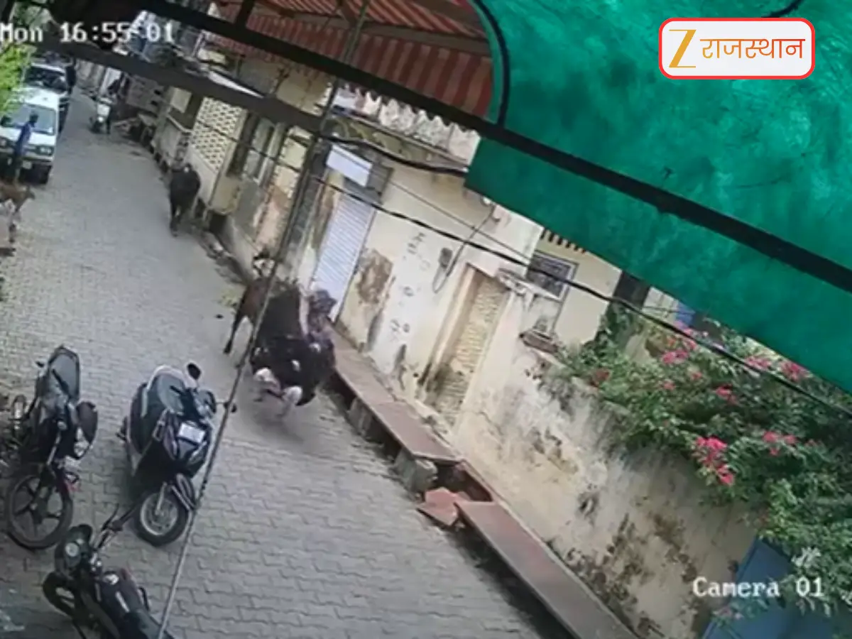 Bharatpur News: बाजार से सामान लेकर मौत रही महिला पर सांड ने किया जानलेवा हमला, 4 फुट ऊपर उछाला, वीडियो सीसीटीवी में कैद... Bharatpur News: बाजार से सामान लेकर मौत रही महिला पर सांड ने किया जानलेवा हमला, 4 फुट ऊपर उछाला, वीडियो सीसीटीवी में कैद...