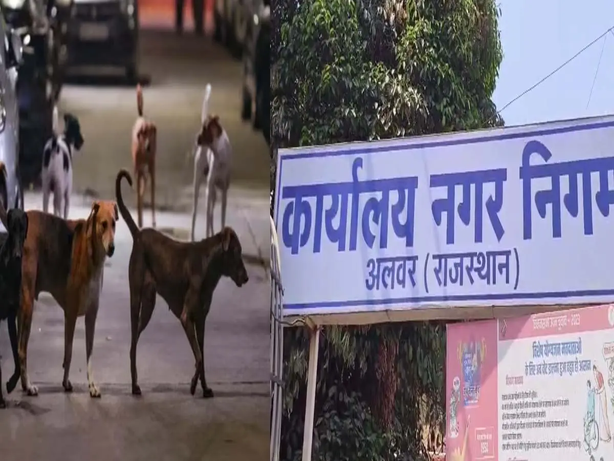 अलवर की सड़कों से हटेंगे करीब 5 हजार स्ट्रीट डॉग, रूकावट बने तो मामला होगा दर्ज