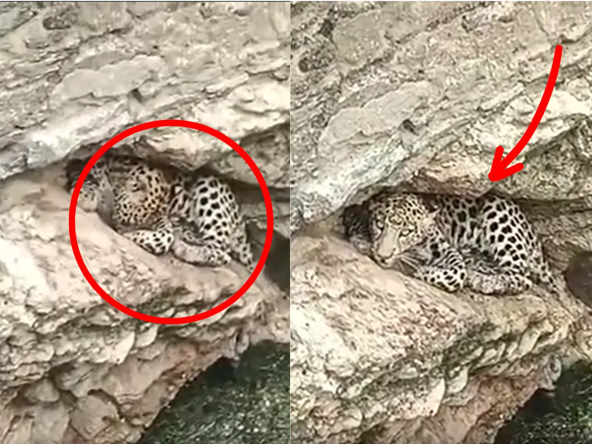 शिकार करने जा रहा पैंथर कुएं में फंसा, रेस्क्यू टीम ने जाल डालकर निकाला बाहर