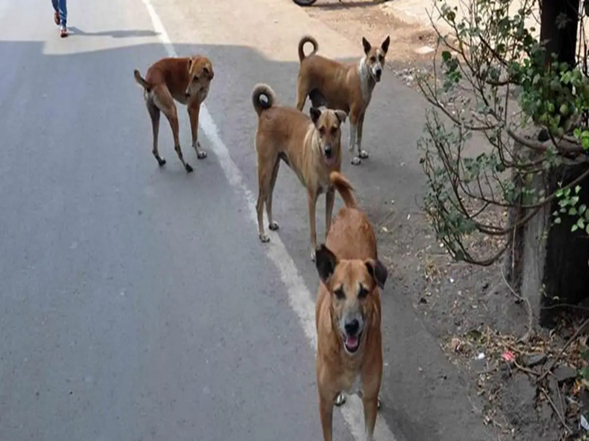 हाईकोर्ट के आदेश से खतरे में बेजुबान! स्ट्रीट एनिमल्स की रक्षा के लिए सैकड़ों लोग उतरे सड़क पर हाईकोर्ट के आदेश से खतरे में बेजुबान! स्ट्रीट एनिमल्स की रक्षा के लिए सैकड़ों लोग उतरे सड़क पर