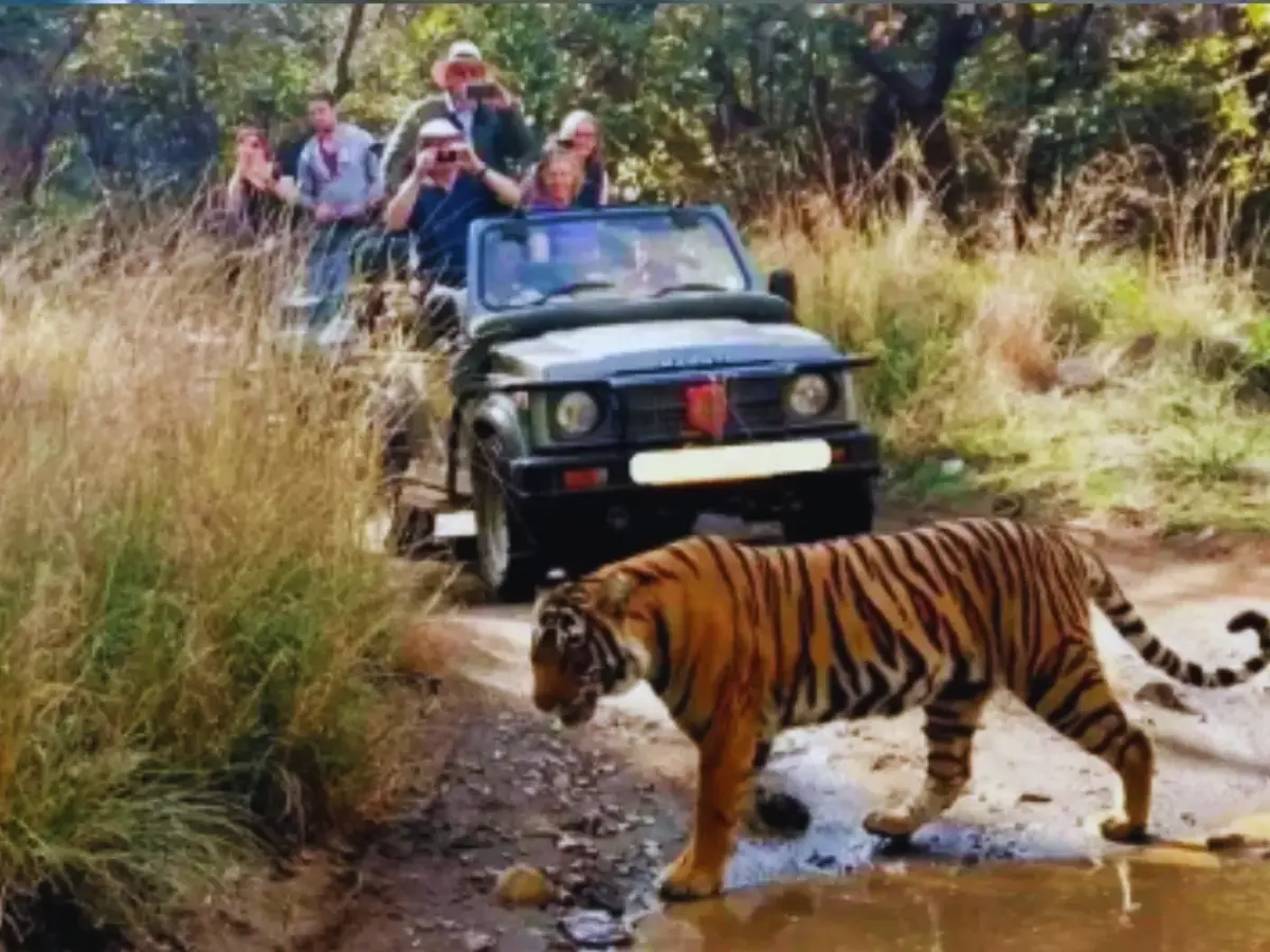 फिर से विवादों में रणथंभौर नेशनल टाइगर रिजर्व, रात के अंधेर में एक घंटे तक फंसे रहे 20 पर्यटक