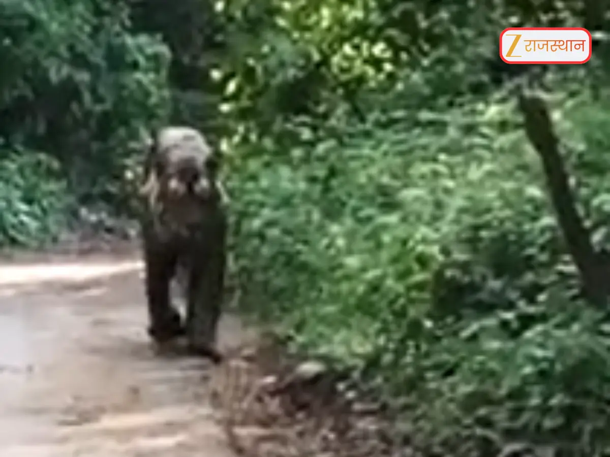 Sawai Madhopur News: बाघ टी-120 गणेश की हालत गंभीर, ट्यूमर और टूटा कैनाइन बढ़ा रहे वन विभाग की टेंशन