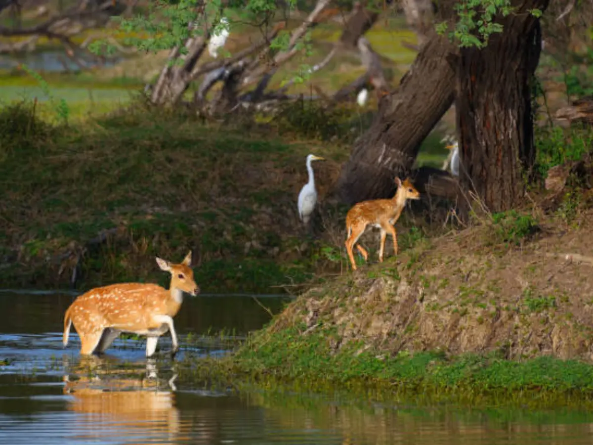 जीव-जंतुओं का निवास
