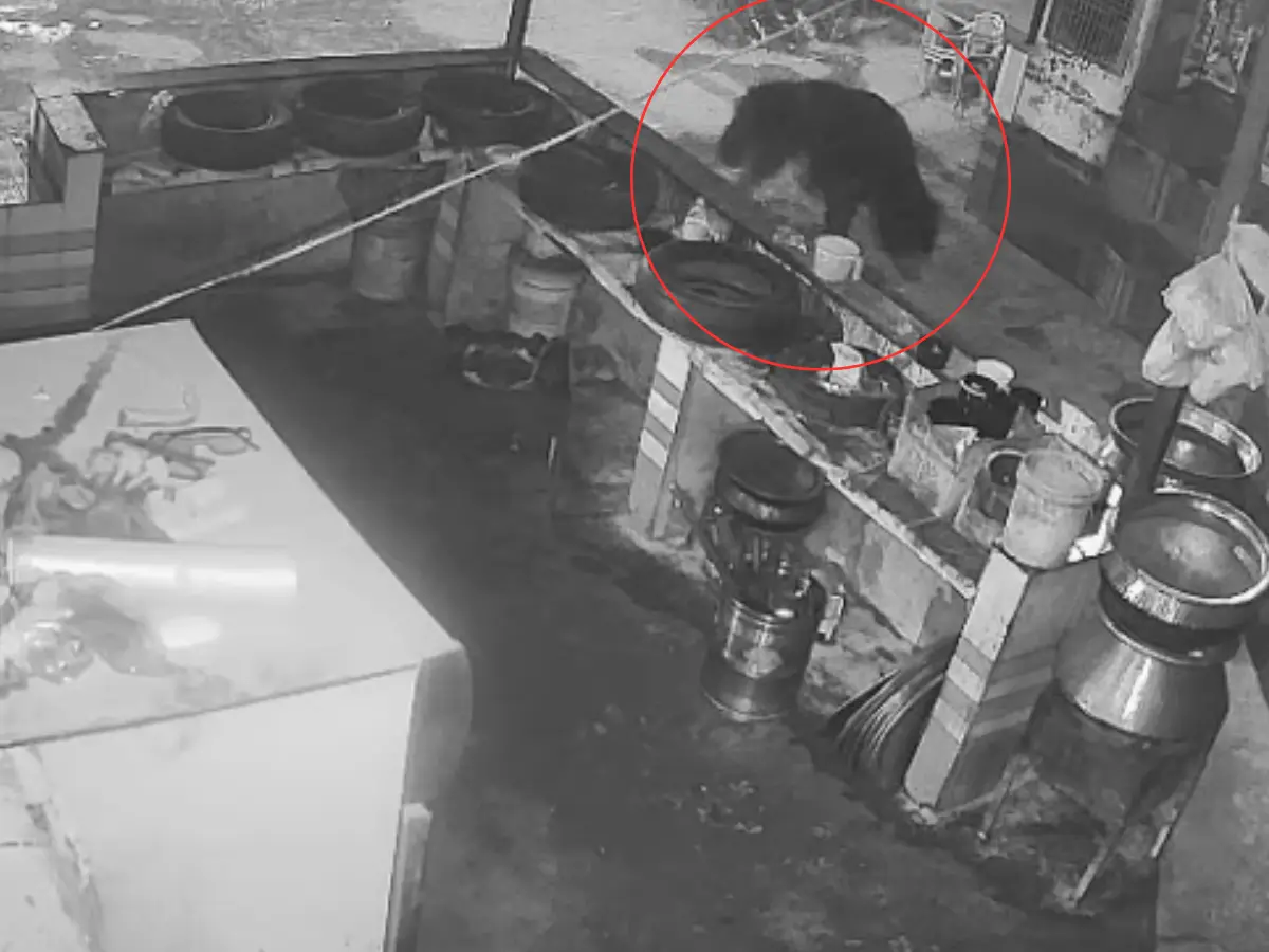 सवाई माधोपुर छाण गांव में भालू का आतंक, 12वें दिन फिर दी चार घरों और होटल में दस्तक