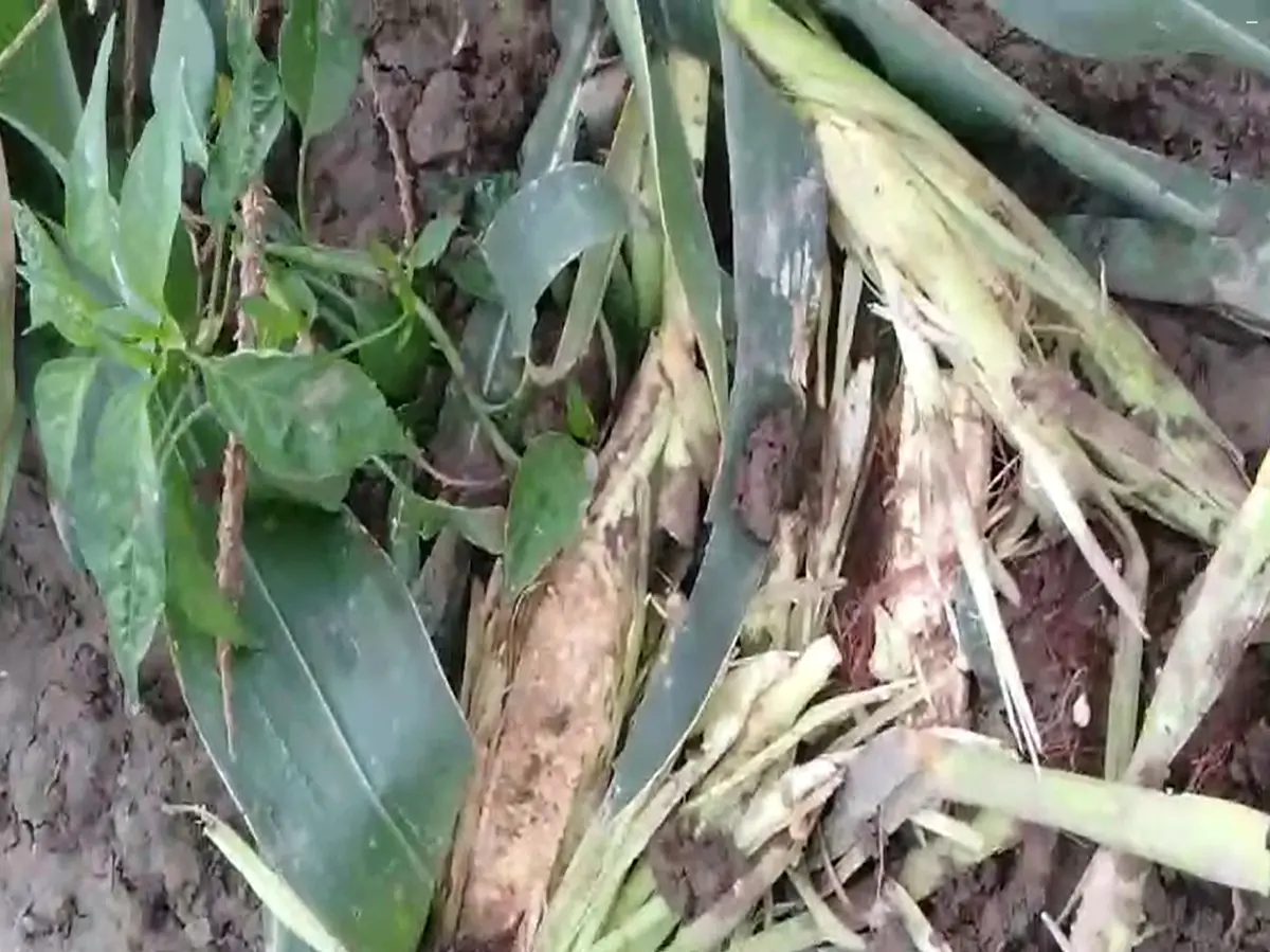 Rajsamand News: आमेट में किसानों पर दोहरी मार, रोजड़ों ने उड़ाई नींदें तो जंगली सुअर रुला रहे Rajsamand News: आमेट में किसानों पर दोहरी मार, रोजड़ों ने उड़ाई नींदें तो जंगली सुअर रुला रहे
