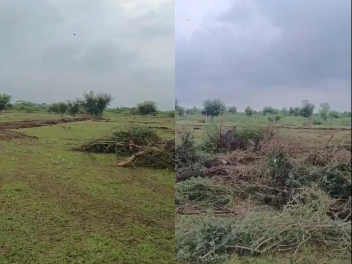 Bhilwara News : 35 बीघा से काट दिए गये पेड़, ये कैसा हरियालो राजस्थान ? Bhilwara News : 35 बीघा से काट दिए गये पेड़, ये कैसा हरियालो राजस्थान ?
