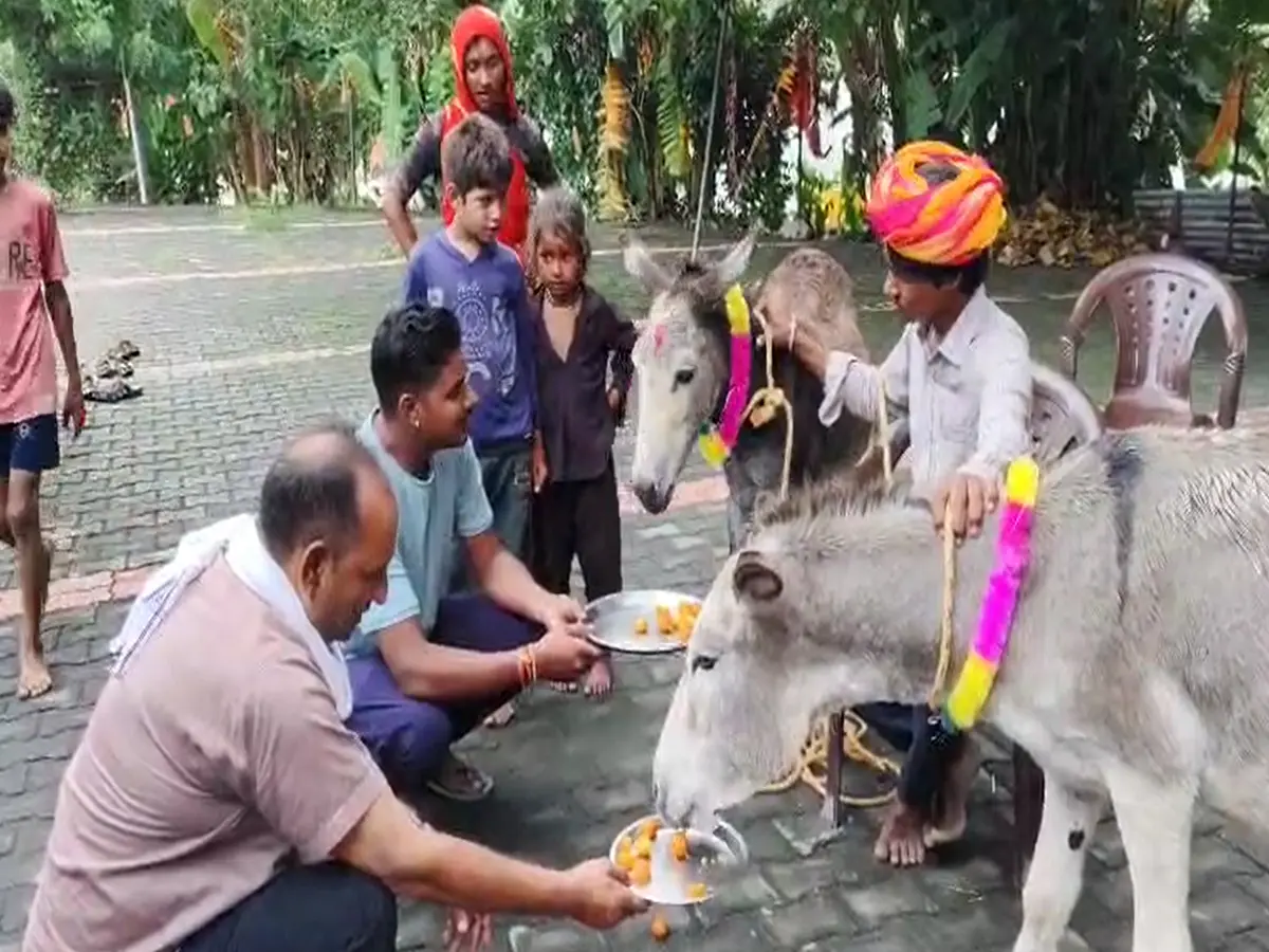 Gulab Jamun fed to donkey