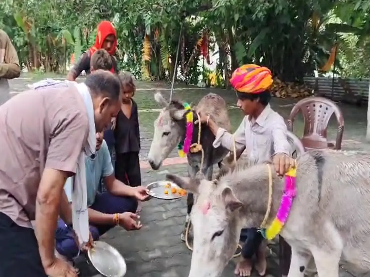Gulab Jamun fed to donkey
