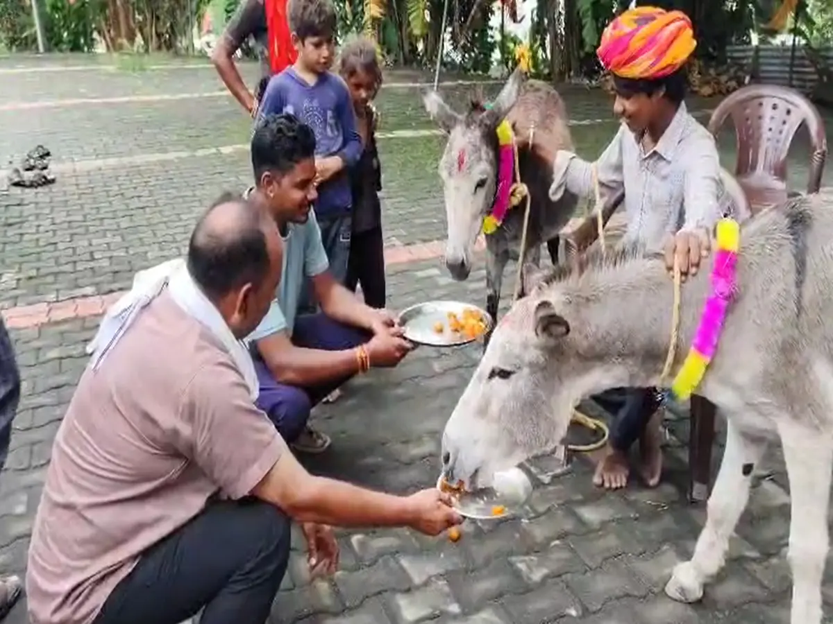 Gulab Jamun fed to donkey