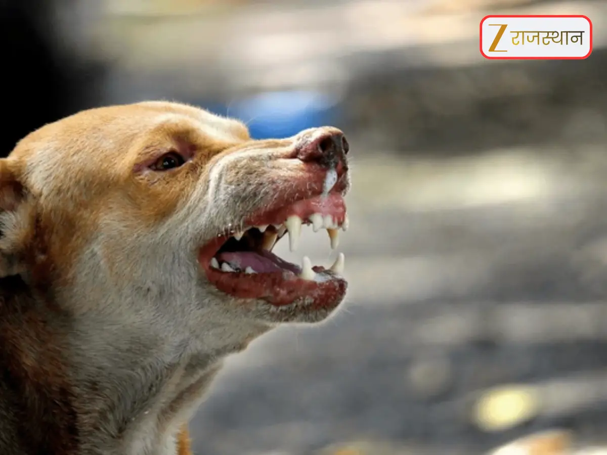 Street Dogs: राजस्थान में आवारा कुत्तों को पकड़ने से पहले जान लें सरकार की न्यू गाइडलाइन, नहीं तो हो सकती है कार्रवाई