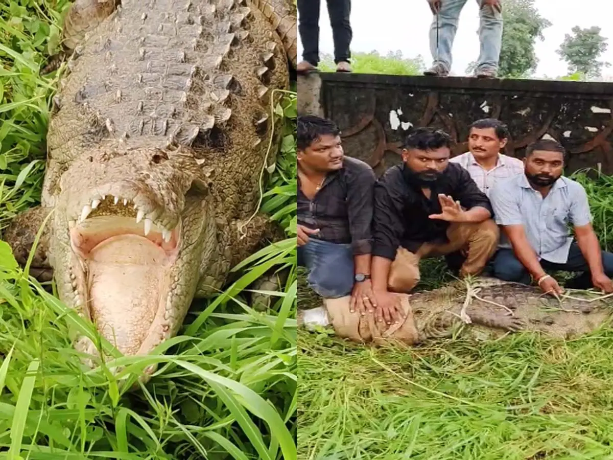 टहलते हुए सुवानियां स्कूल आ गया मगरमच्छ, घास में मुंह खोल बैठ गया