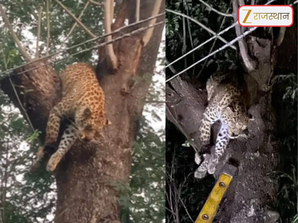 राजसमंद में हाईटेंशन लाइन की चपेट में आया पैंथर, करंट लगने से दर्दनाक मौत, पेड़ पर मिला शव राजसमंद में हाईटेंशन लाइन की चपेट में आया पैंथर, करंट लगने से दर्दनाक मौत, पेड़ पर मिला शव