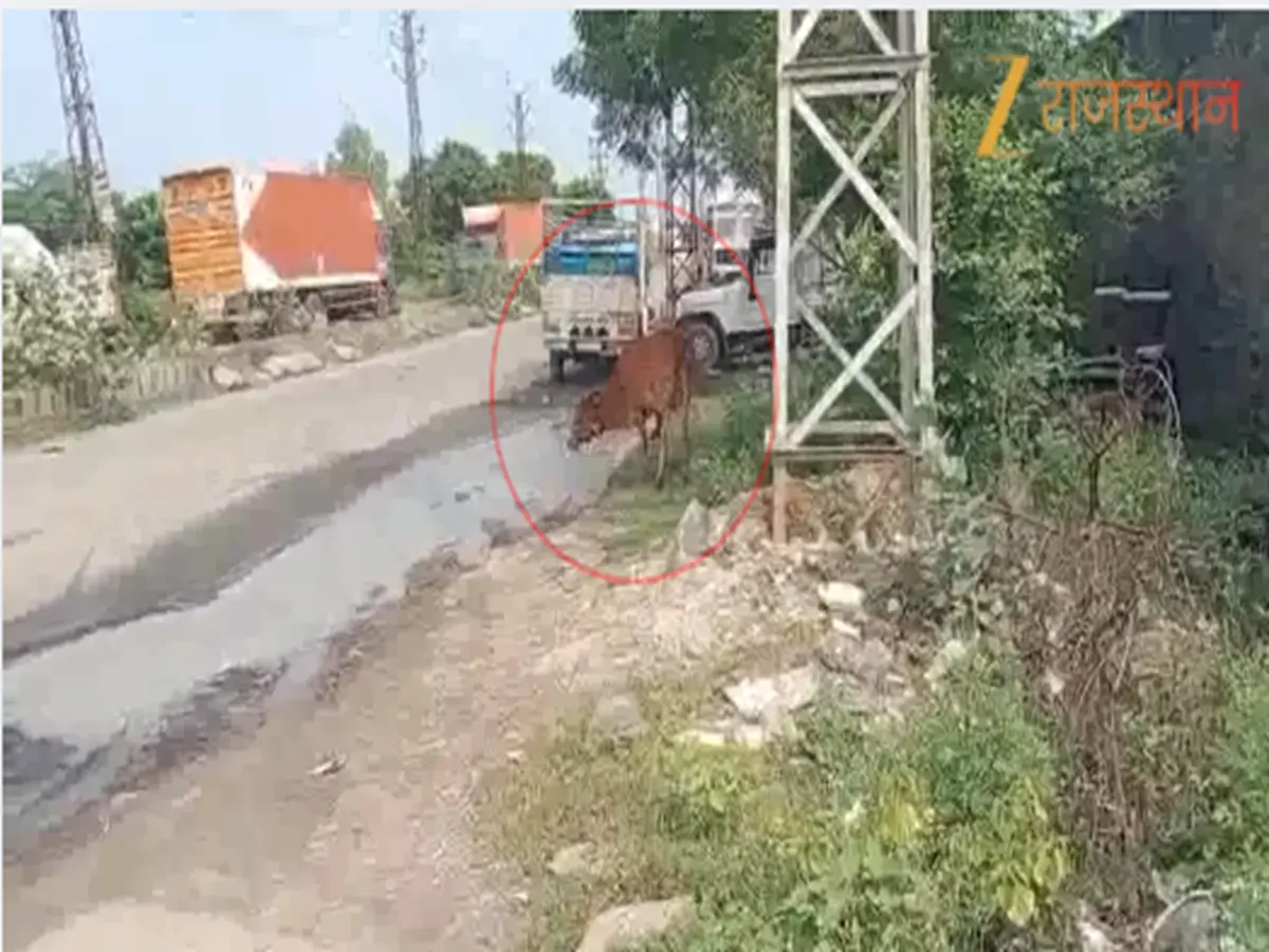 क्या गाय या बैल को कभी शराब पीते देखा है? वीडियो देख रह जाएंगे दंग
