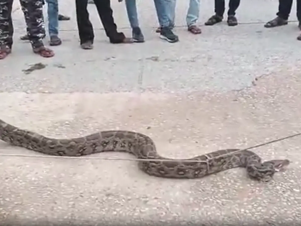 जंगल से निकलकर बीच रोड पर आया अजगर, राहगीरों में फैली दहशत, देखें वीडियो