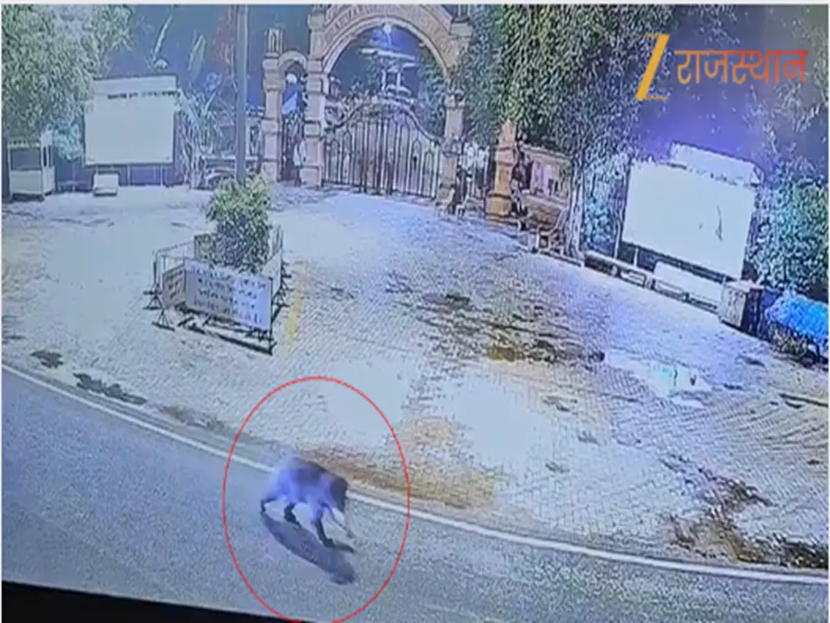 सिरोही में भालू का आतंक! घरों के पास घूमते देख लोगों में खौफ