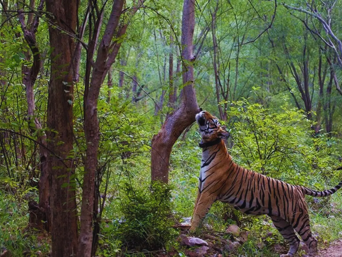 रोमांचक जंगल और वन्यजीव
