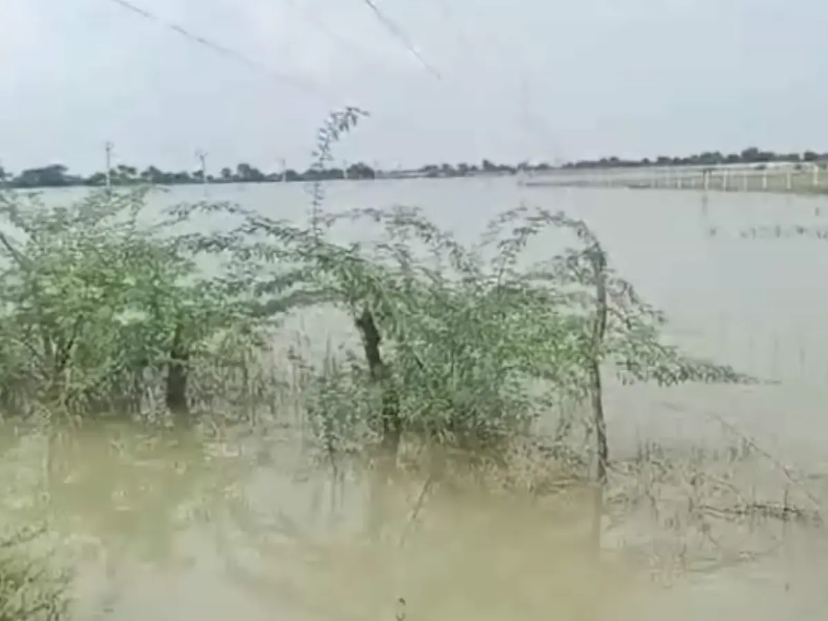 Sawai Madhopur: तालाब के ओवरफ्लो पानी से डूबे खेत, दर्जनभर किसानों की फसलें तबाह