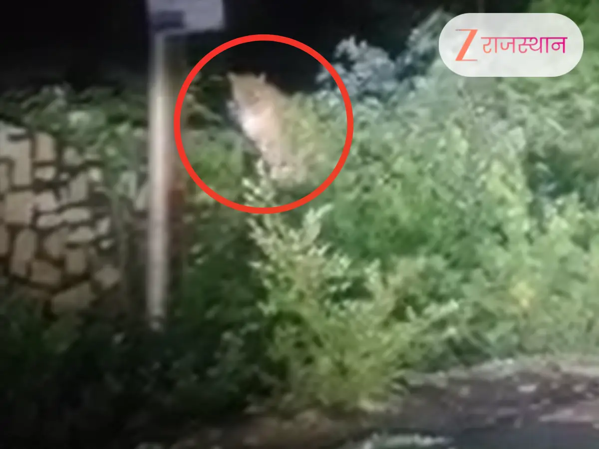 चित्तौड़गढ़ में पैंथर का आतंक! देखिए वायरल वीडियो में दहशत का मंजर