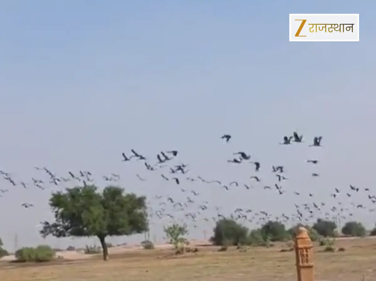 Jaisalmer News: मेहमान पक्षियों ने आसमान की ऊंचाईयों से दी दस्तक, माहौल हुआ खुशनुमा Jaisalmer News: मेहमान पक्षियों ने आसमान की ऊंचाईयों से दी दस्तक, माहौल हुआ खुशनुमा