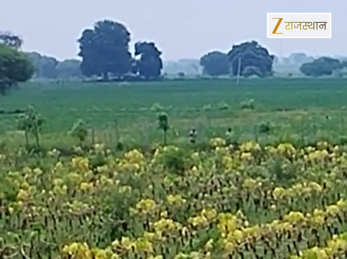 रंजिश में किसान को दिया झटका, उजाड़ दिए पपीते के 4 हजार पेड़, FIR दर्ज के बाद भी पुलिस ने ठंडे बसते में डाली कार्रवाई रंजिश में किसान को दिया झटका, उजाड़ दिए पपीते के 4 हजार पेड़, FIR दर्ज के बाद भी पुलिस ने ठंडे बसते में डाली कार्रवाई