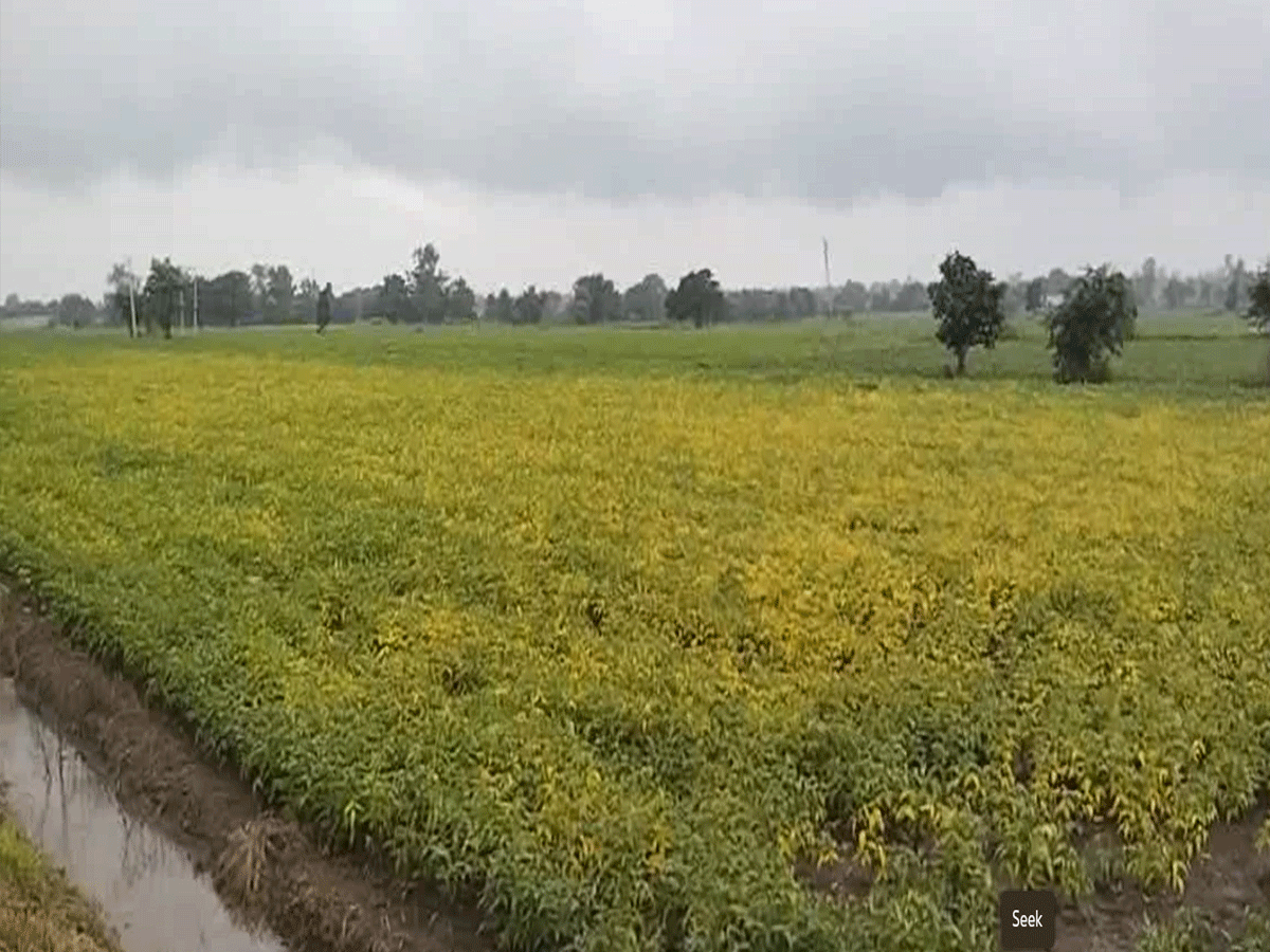 Pratapgarh Weather Update: अरनोद में लगातार बारिश से किसानों की बढ़ी परेशानी, फसलों पर संकट के बादल Pratapgarh Weather Update: अरनोद में लगातार बारिश से किसानों की बढ़ी परेशानी, फसलों पर संकट के बादल