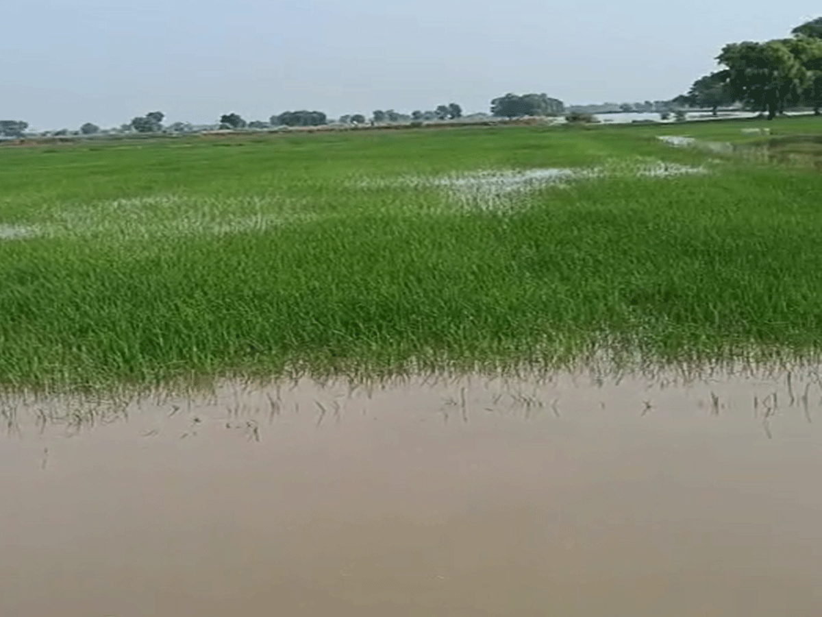 Sri Ganganagar: घग्घर में लगातार बढ़ रही पानी की मात्रा, प्रशासन ने 2 गांवों को किया चिन्हित Sri Ganganagar: घग्घर में लगातार बढ़ रही पानी की मात्रा, प्रशासन ने 2 गांवों को किया चिन्हित