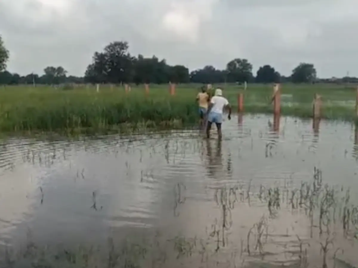 जयपुर में लगातार बारिश, फागी, दूदू, चौमूं, बस्सी जैसे इलाकों में खेत बने तालाब जयपुर में लगातार बारिश, फागी, दूदू, चौमूं, बस्सी जैसे इलाकों में खेत बने तालाब