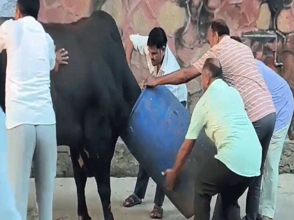 राजस्थान के सीकर में नीला ड्रम लेकर बाजार में दौड़ने लगा सांड, मची अफरा-तफरी राजस्थान के सीकर में नीला ड्रम लेकर बाजार में दौड़ने लगा सांड, मची अफरा-तफरी