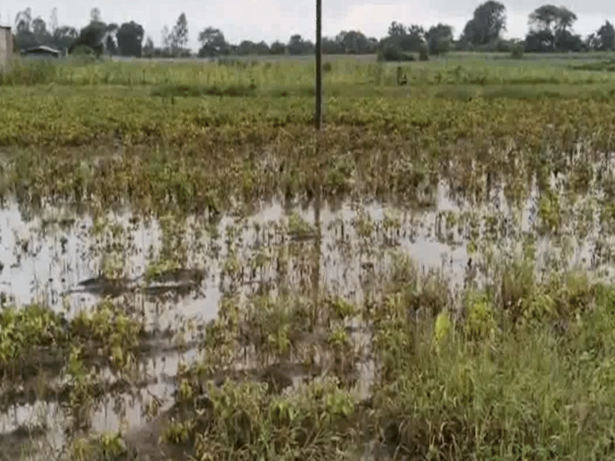 Pratapgarh Weather Update: प्रतापगढ़ में अतिवृष्टि ने डुबोई किसानों की उम्मीदें, खरीफ फसलें बर्बाद Pratapgarh Weather Update: प्रतापगढ़ में अतिवृष्टि ने डुबोई किसानों की उम्मीदें, खरीफ फसलें बर्बाद