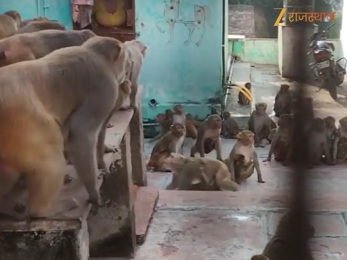 करौली के चिकने फर्श पर बंदर सेना का हमला, मंदिर में रूक गयी पूजा