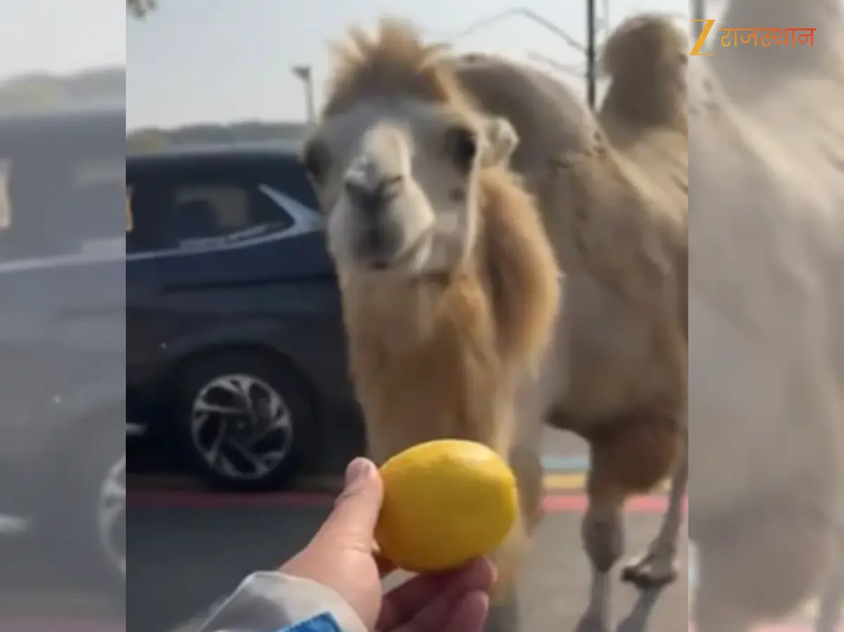 Viral Video: जब ऊंट चबा गया नींबू, खटास से हिल गया दिमाग, वायरल हो रहा मजेदार वीडियो Viral Video: जब ऊंट चबा गया नींबू, खटास से हिल गया दिमाग, वायरल हो रहा मजेदार वीडियो