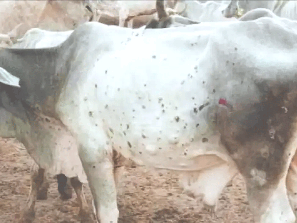 सवाई माधोपुर में लंपी वायरस की चपेट में गौवंश, औषधीय लड्डू, नीम के पानी से हो रहा इलाज सवाई माधोपुर में लंपी वायरस की चपेट में गौवंश, औषधीय लड्डू, नीम के पानी से हो रहा इलाज