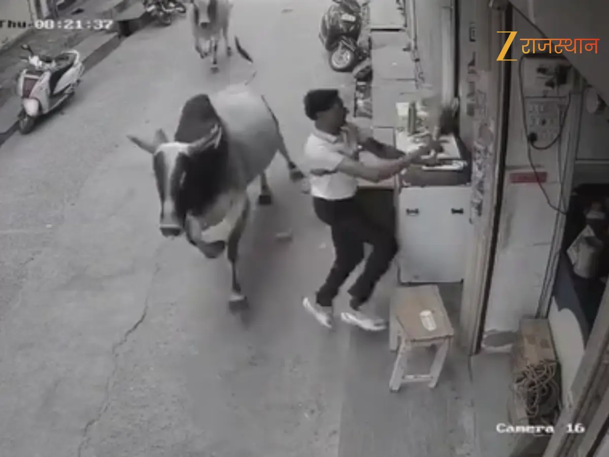 Sikar News: नीमकाथाना में आवारा सांडों का आतंक, दुकानदार पर हमला, सीसीटीवी में कैद हुई घटना