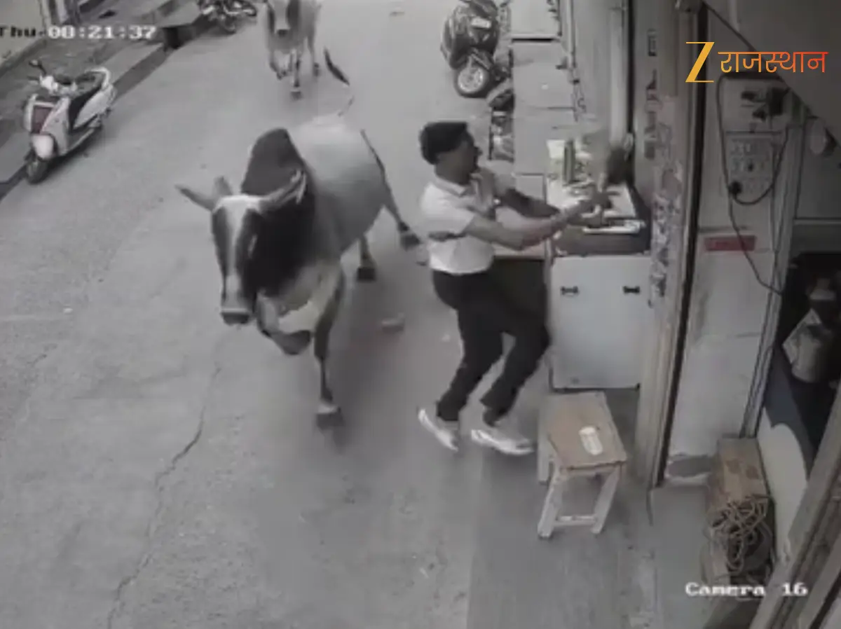 Sikar News: नीमकाथाना में आवारा सांडों का आतंक, दुकानदार पर हमला, सीसीटीवी में कैद हुई घटना Sikar News: नीमकाथाना में आवारा सांडों का आतंक, दुकानदार पर हमला, सीसीटीवी में कैद हुई घटना