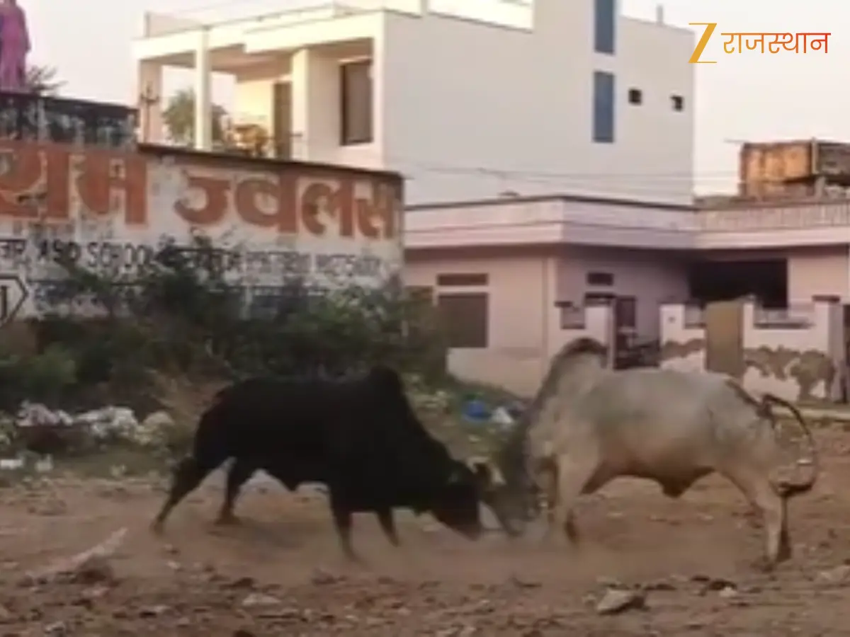 श्रीमाधोपुर में आवारा सांडों का आतंक, बाजार में भिड़ंत से दहशत