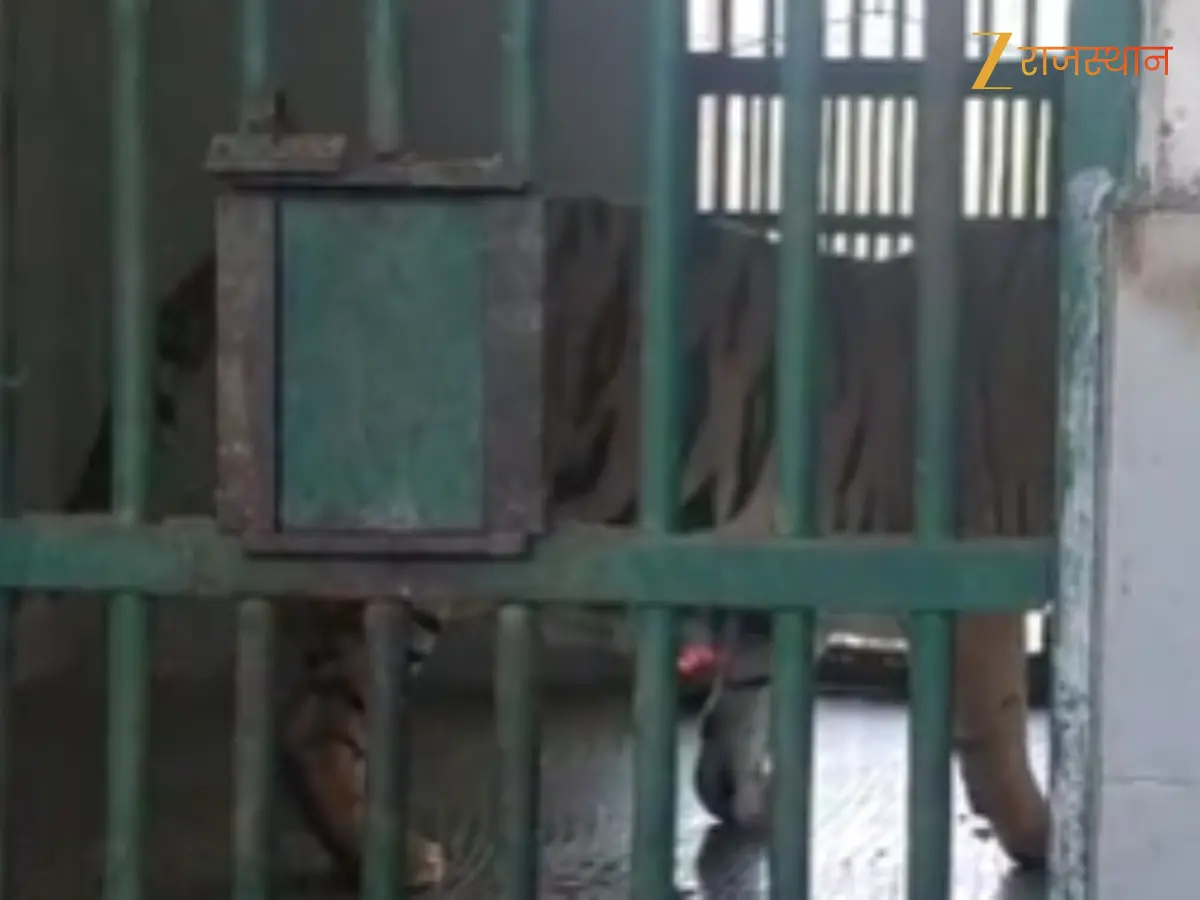 फिर से खुल गई राजस्थान के पर्यटकों की पहली पसंद, नाहरगढ़ में लायन टाइगर सफारी का भव्य शुभारंभ