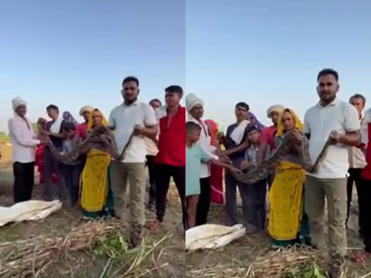 बाजरे के खेत में छुपकर बैठा था अजगर, ग्रामीणों की पड़ी नजर तो... Watch Video