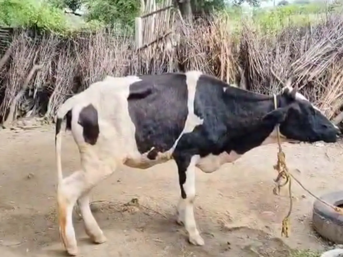 भीलवाड़ा में आ गया लंपी वायरस, तेजी से फैल रही बीमारी !