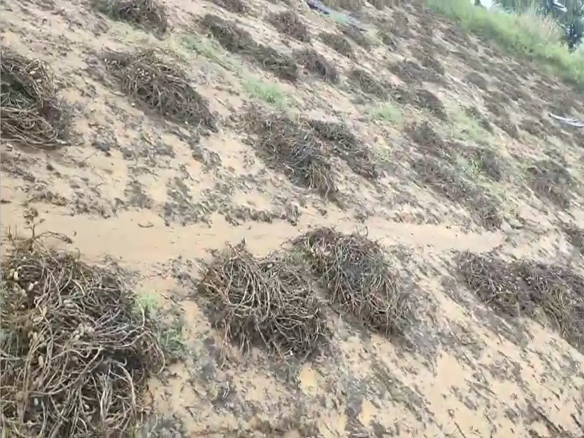 रींगस में किसान त्राहिमाम! बेमौसम बारिश ने फसलें की चौपट रींगस में किसान त्राहिमाम! बेमौसम बारिश ने फसलें की चौपट