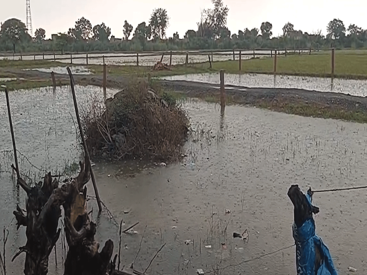 धौलपुर में जोरदार बारिश से फसलों को भारी नुकसान, खरीफ और रबी की दोनों फसलें प्रभावित धौलपुर में जोरदार बारिश से फसलों को भारी नुकसान, खरीफ और रबी की दोनों फसलें प्रभावित