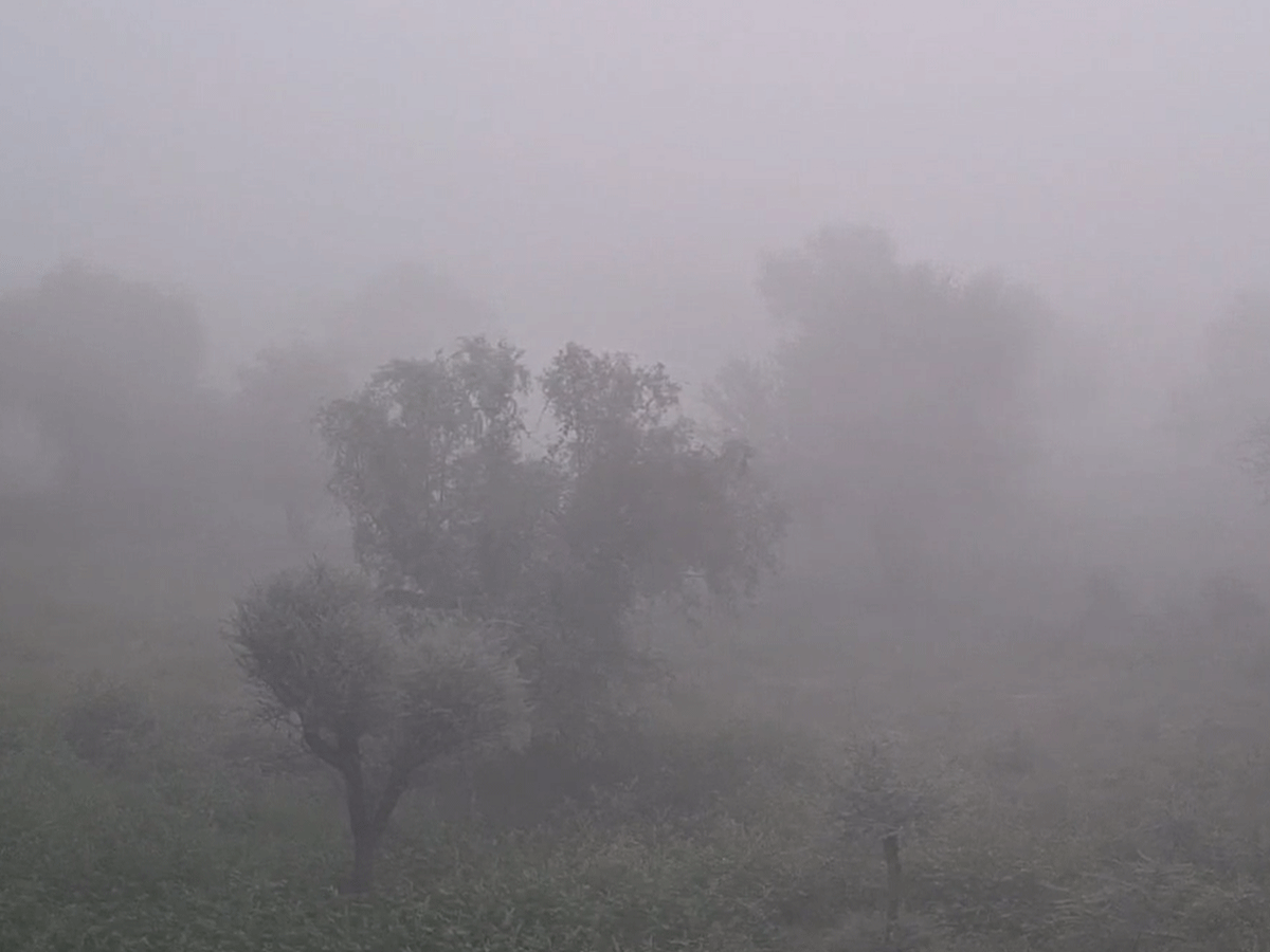 Sikar Weather Update: सीकर में मौसम ने ली करवट, छाया घन्ना कोहरा, गुलाबी सर्दी ने दी दस्तक