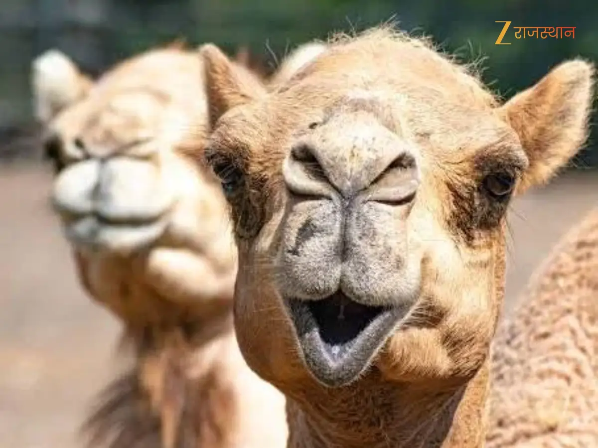 कौन सी रहस्यमयी बीमारी खाए जा रही है जैसलमेर के ऊंट, 15 दिनों में 2 दर्जन से अधिक की मौत कौन सी रहस्यमयी बीमारी खाए जा रही है जैसलमेर के ऊंट, 15 दिनों में 2 दर्जन से अधिक की मौत