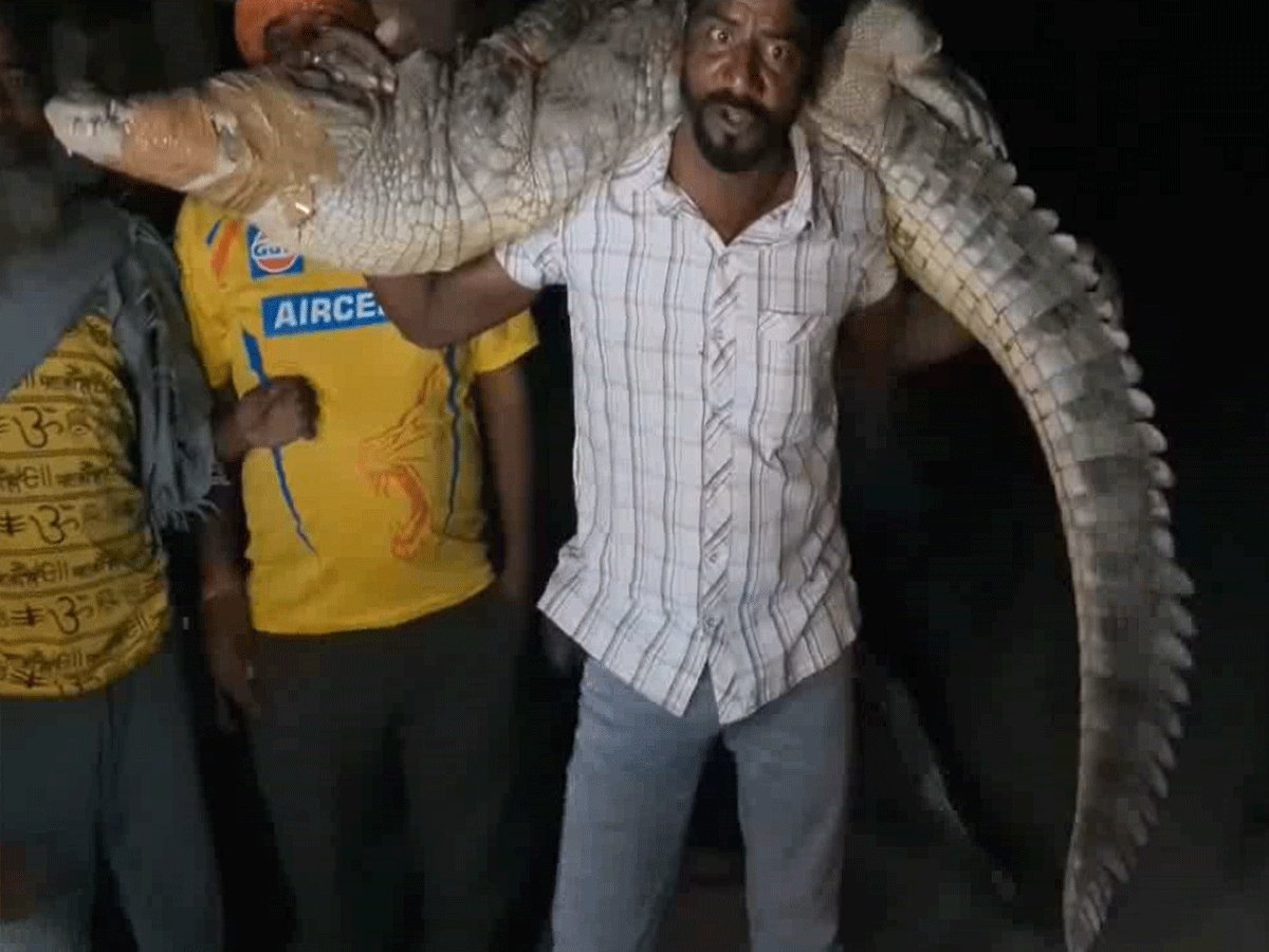 कोटा के गांव में हुई मगरमच्छ की एंट्री, डर के मारे आधी रात में घर छोड़कर बाहर भागे लोग