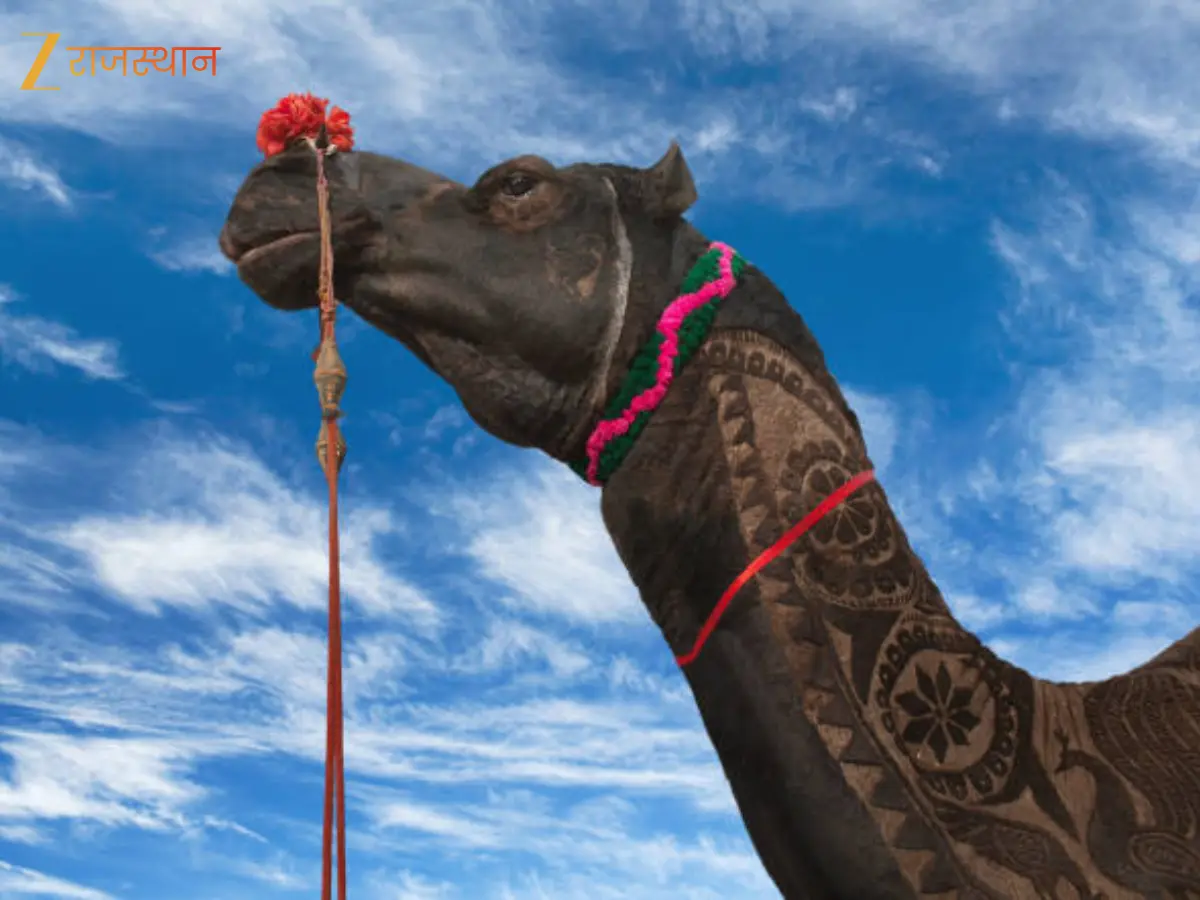पुष्कर मेले में इस साल फिर सुनाई देगी जैसलमेरी ऊंट की धमक, पोर्टल भी ...