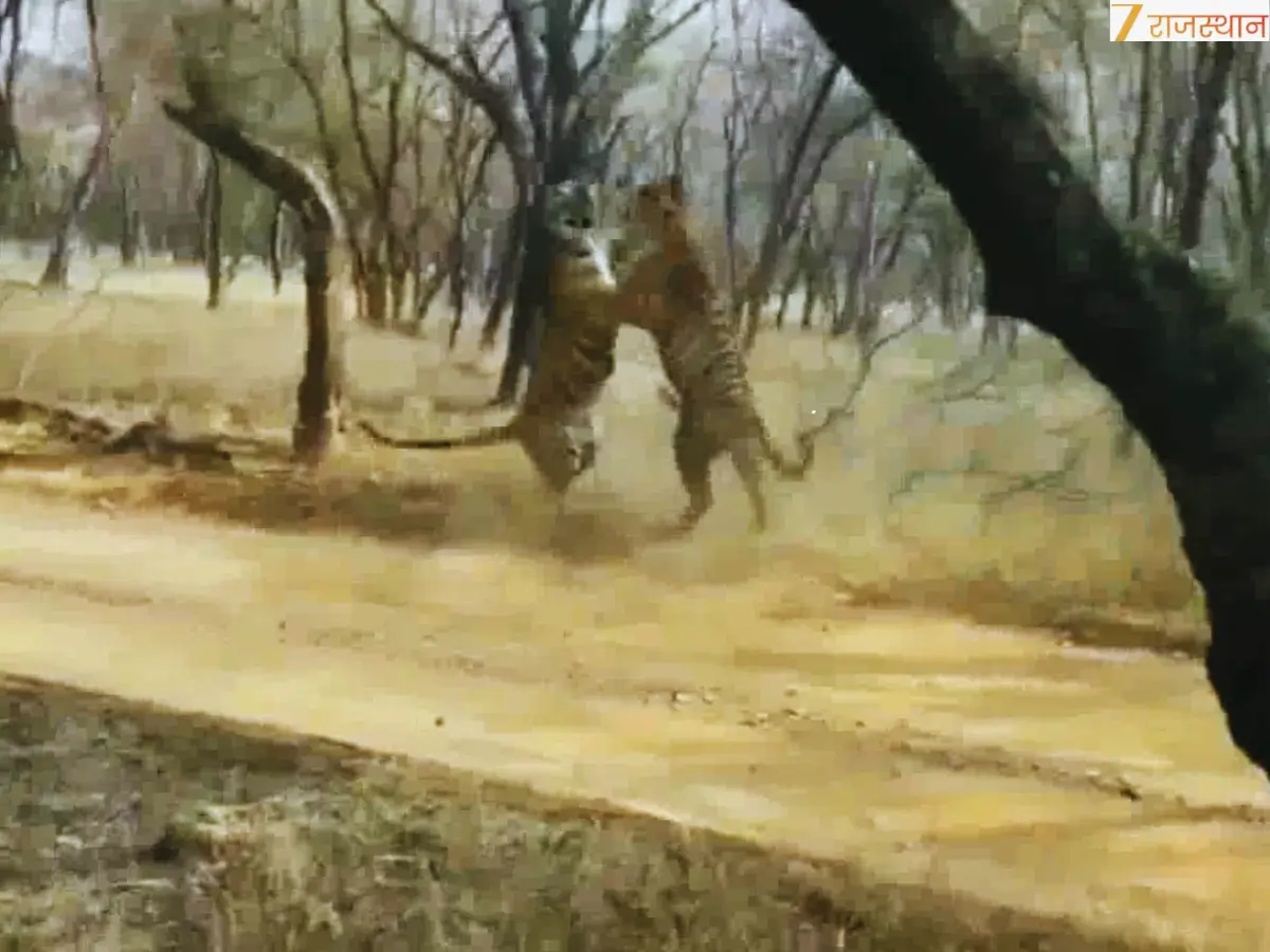 पूरा जंगल दहाड़ों से गूंजा